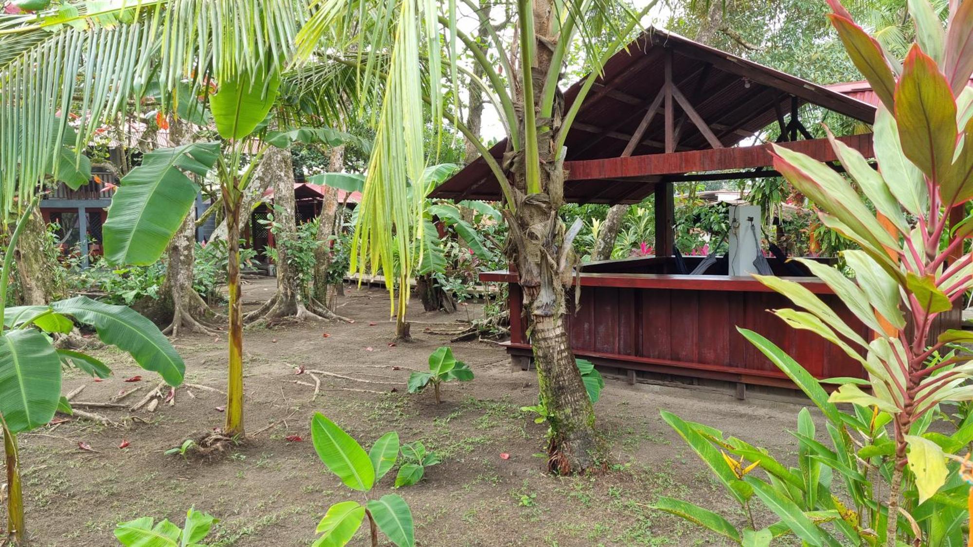 Gecko De Tortuguero Bed and Breakfast Buitenkant foto