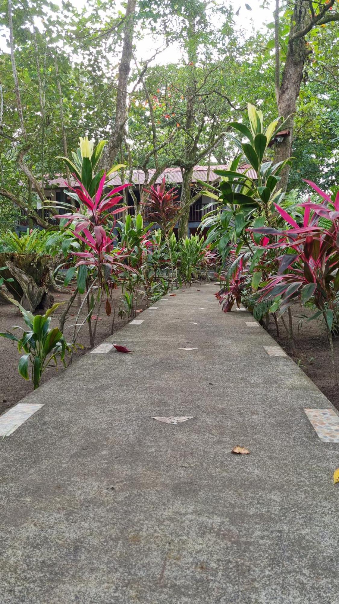 Gecko De Tortuguero Bed and Breakfast Buitenkant foto