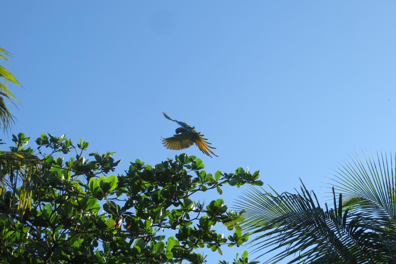 Gecko De Tortuguero Bed and Breakfast Buitenkant foto